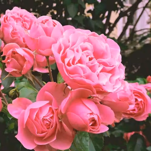 Thompson & Morgan Rose Duo Collection featuring Queen Elizabeth Floribunda and Scented Double White Bareroots, 4 Pack – 1