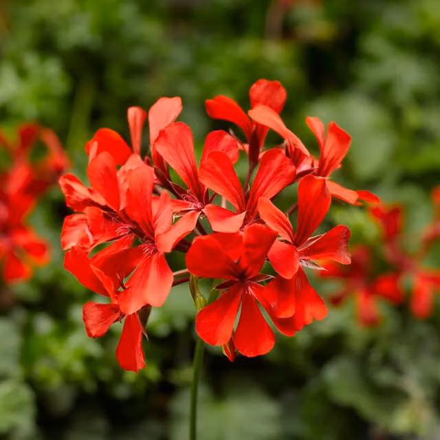 Plants By Post Geranium Super Cascade Red Perennial Bedding Plants in 3 x 9cm Pots