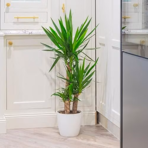 YouGarden Yucca Elephantipes Houseplant with Three Stems, Height: 90 cm, Supplied in 21 cm Pot, Green – 1