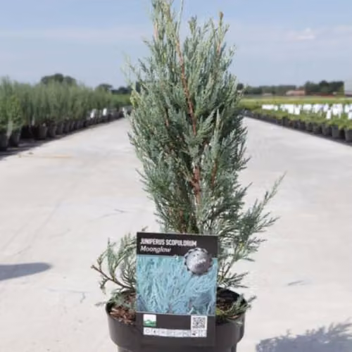 Thompson and Morgan Juniperus scopulorum Moonglow Silvery Green Upright Conifer Potted Plant 9cm