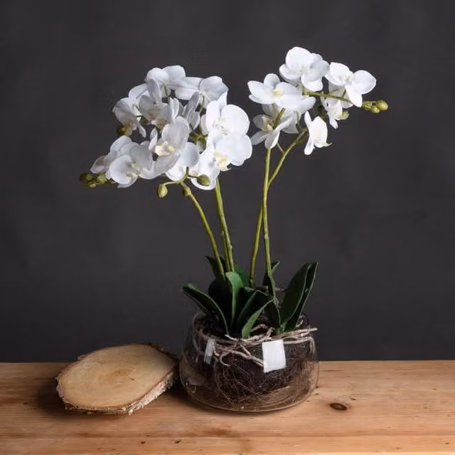 Wyld Haus Artificial White, Yellow and Green Orchid in a Round Glass Pot