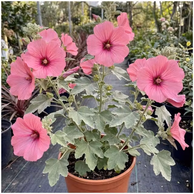Plants by Post Lavatera Bredon Springs Rose Pink Ornamental Shrub, 2L Pot