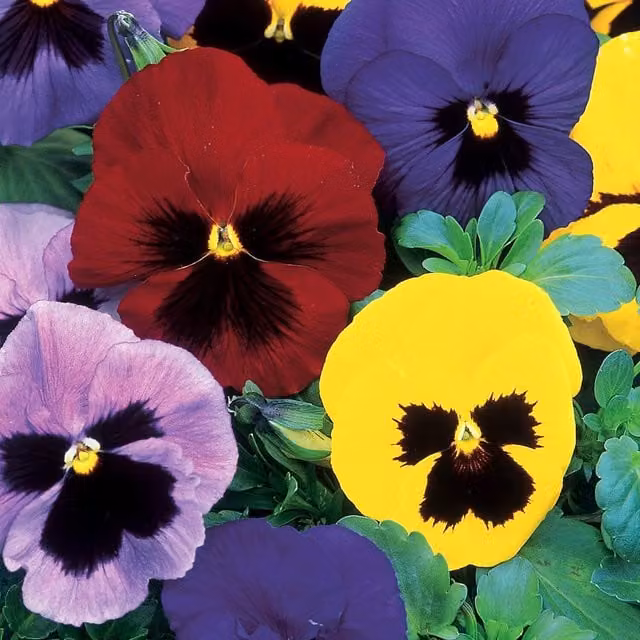 Unwins Multicolour Winter Flowering Pansy Seeds for Ornamental Gardens