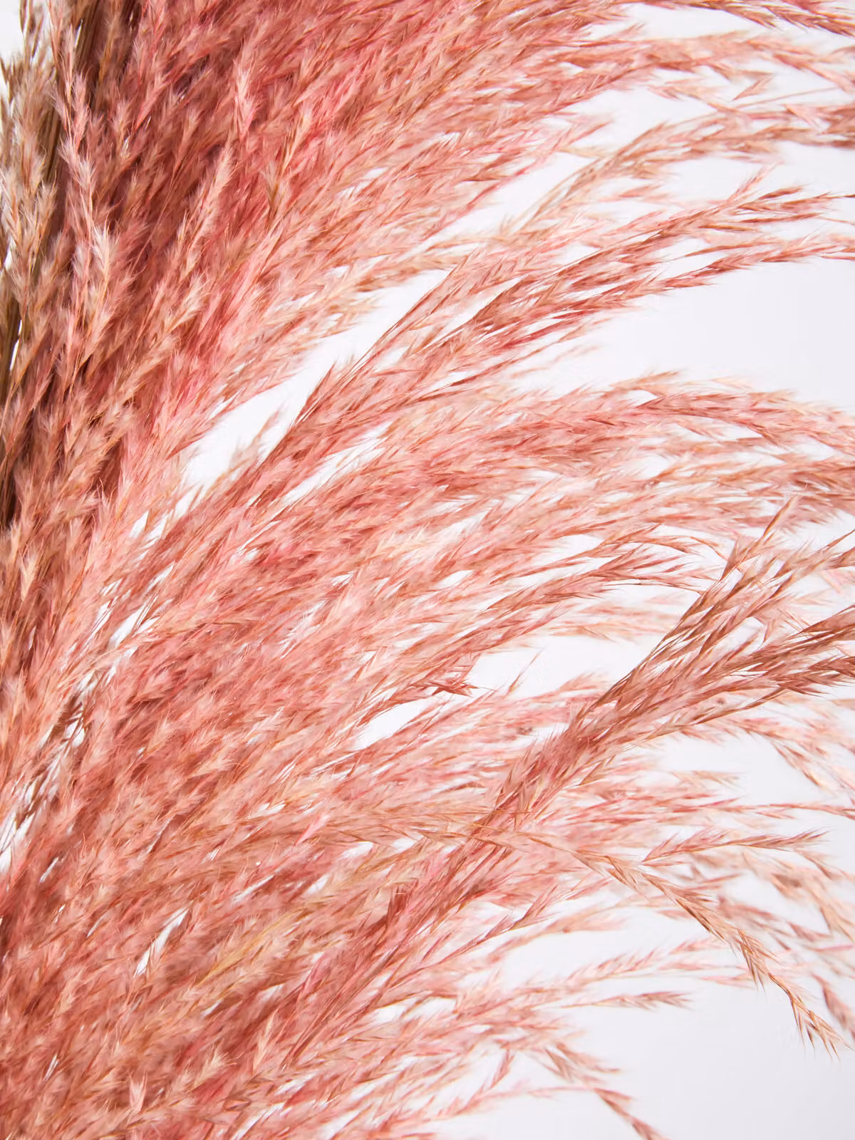 Orsina Fiori Pink Pampas Grass Stem – 2