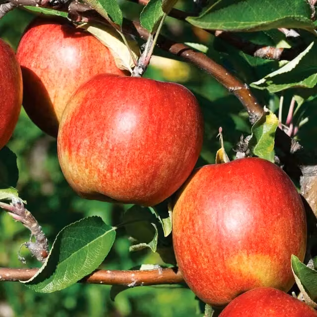 Marshalls Braeburn Apple Fruit Tree