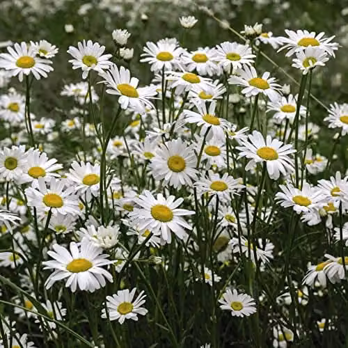 Thompson and Morgan Ox-Eye Daisy Native Wildflower Seeds, White Blooms, 600 Seeds