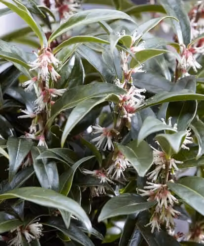 Thompson & Morgan Sarcococca hookeriana Winter Gem Fragrant Evergreen Sweet Box Ornamental Shrub, 3 Litre Potted Plant – 3