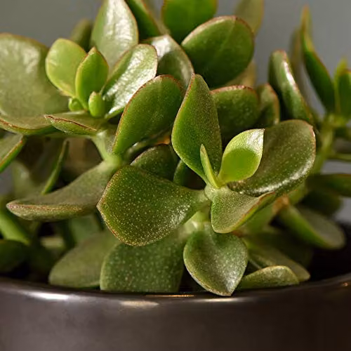 Thompson and Morgan Crassula ovata Hulk Money Tree Jade Plant Succulent Indoor House Plants, 2 x 12cm Pots – 2