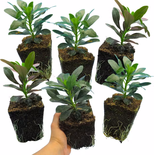 The Rose Press Garden Lime-Green Euphorbia Robbiae Perennial Ground Cover Plant