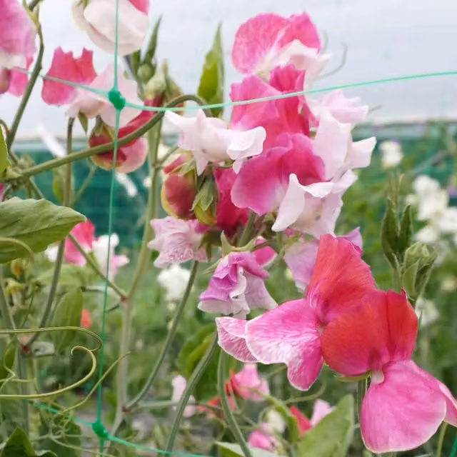Unwins Route 66 Sweet Pea Flower Seeds, Red, White and Pink Climber Variety