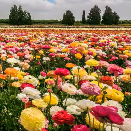 YouGarden Mixed Colour Ranunculus Bulbs, 50 Bulbs, Multicoloured Summer Flowering Bedding Bulbs – 3