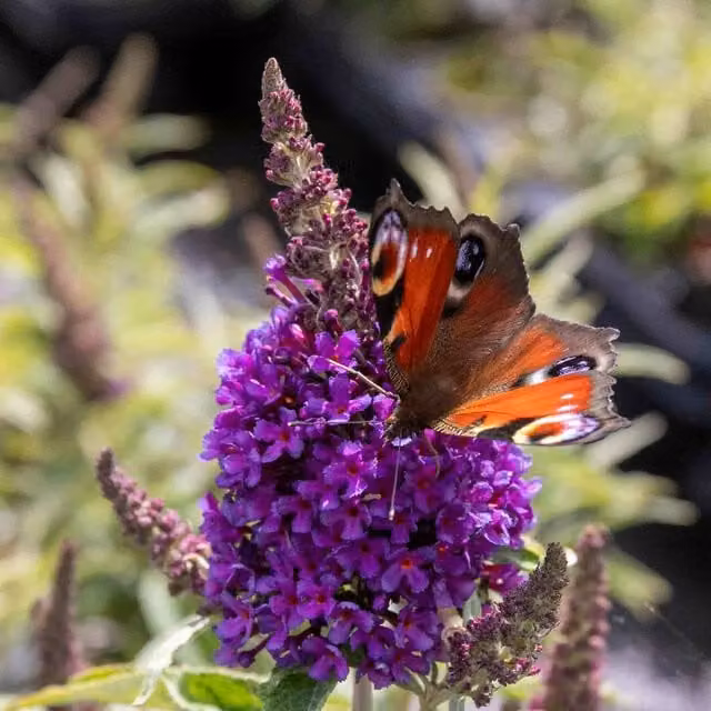 Marshalls Garden Purple Buddleja Butterfly Candy Little Ornamental Shrub