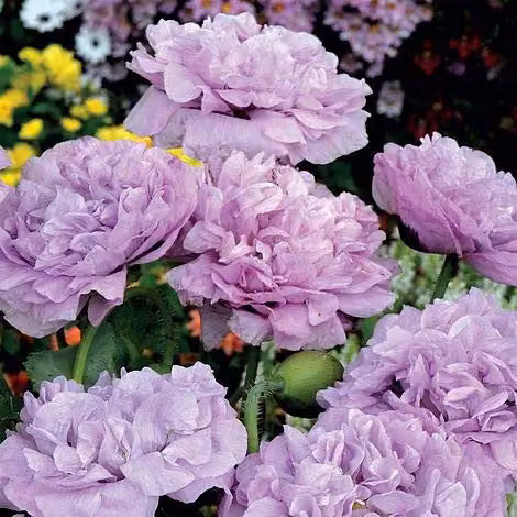 Thompson & Morgan Poppy Seeds Candy Floss Paeoniiflorum Group Hardy Annual Flower Seeds, 250 Seeds