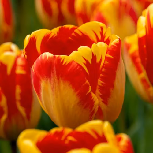 YouGarden Tulip Banja Luka Red and Yellow Spring Flower Bulbs, 24 Bulbs – 2