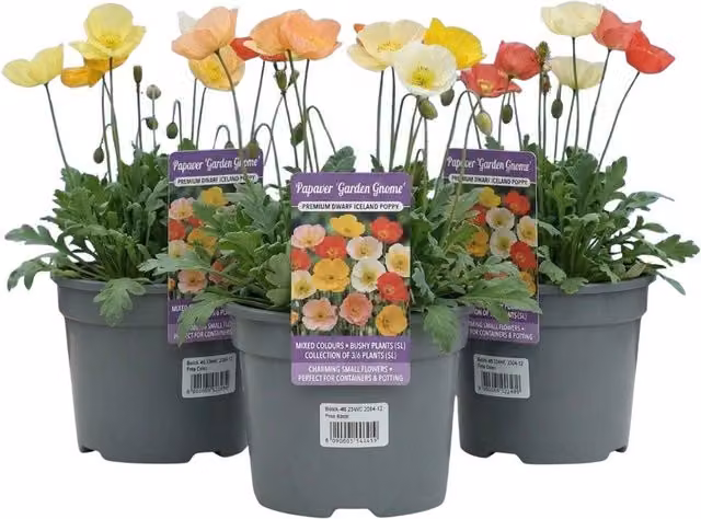 Plants By Post Papaver Garden Gnome Mixed Summer Ornamental Plants, 1L Pot, 6 Pack (Red, Orange, Yellow)