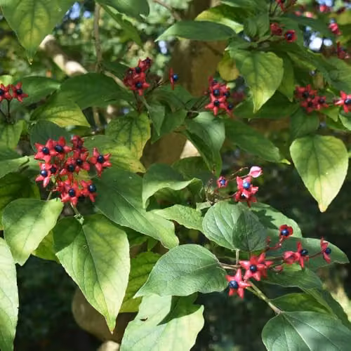 Thompson and Morgan Clerodendrum trichotomum Ornamental Deciduous Shrub with Pink Buds, White Flowers and Turquoise-Blue Berries, 15 Litre Pot – 2