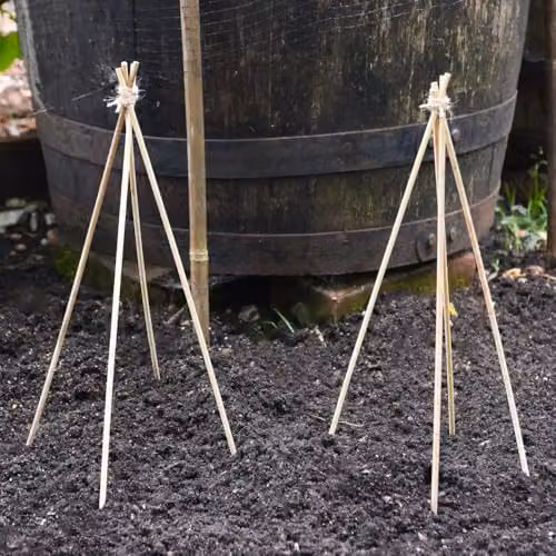 Thompson and Morgan Multicolour Bamboo Plant Support Canes, Height: 27 cm (Pack of 10) – 2