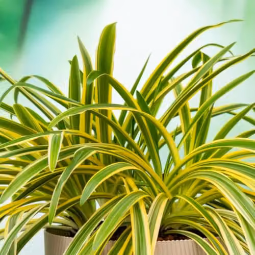 Thompson & Morgan Agapanthus Zambezi African Lily Perennial, 2 x 2L Pots – 2