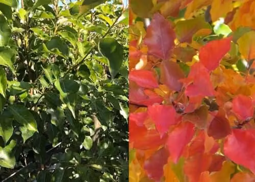 Direct Plants Pyrus Calleryana Chanticleer Ornamental Pear Tree, 183 cm Tall, 12 Litre Pot
