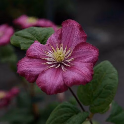 Thompson & Morgan Clematis Ville de Lyon Large Flowered Climbing Plant, Purple-Red, 7cm Pot – 1