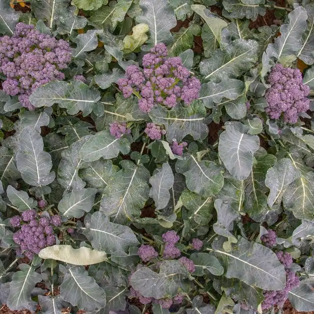 Marshalls Garden Summer Purple Broccoli Vegetable