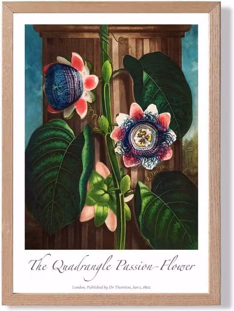 ARTZE Quadrangle Passion Flower Vintage Floral Framed Print with Oak Frame, Multicolour – 1