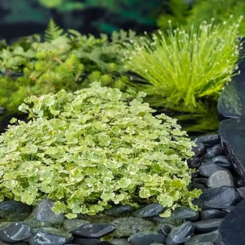Thompson and Morgan Hydrocotyle sibthorpioides Aquatic Oxygenating Plant, Green, 1x 11cm Basket – 2
