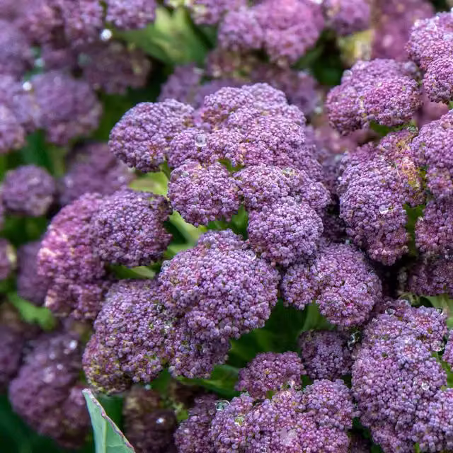 Marshalls Garden Purple Sprouting Broccoli