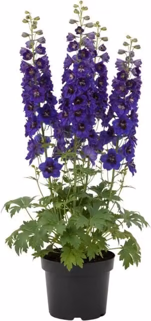 Plants by Post Delphinium Black Bee Tall Perennial Garden Plant in Dark Blue and Black