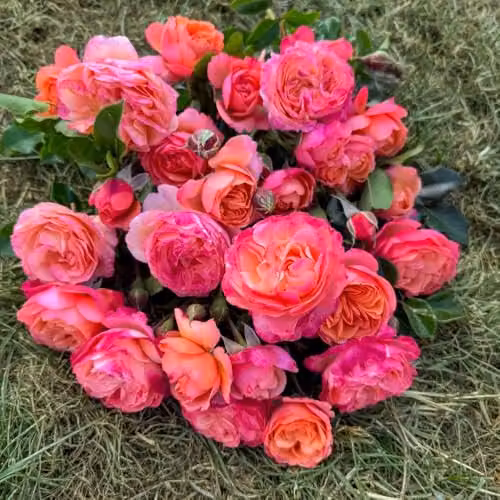 Thompson & Morgan Rose Coral Garden Floribunda with Coral-Pink Blooms and Sweet Fragrance, Bare Root – 2