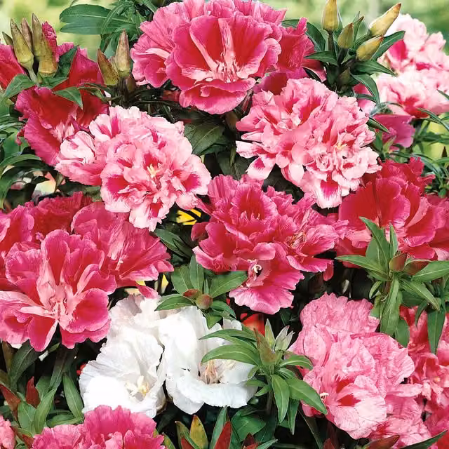 Unwins Azalea Flowered Mix Godetia Flower Seeds, 800 Seeds, Red, Pink and Multicolour