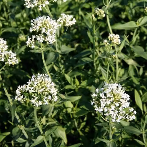 Thompson & Morgan Centranthus Ruber Albus White Valerian Perennial, 2 x 9cm Pots – 2