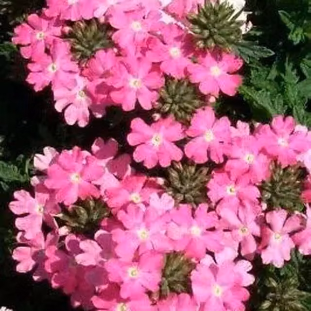 Plants by Post Verbena Lanai Bright Pink Bedding Plants, 3 x 9cm Pots