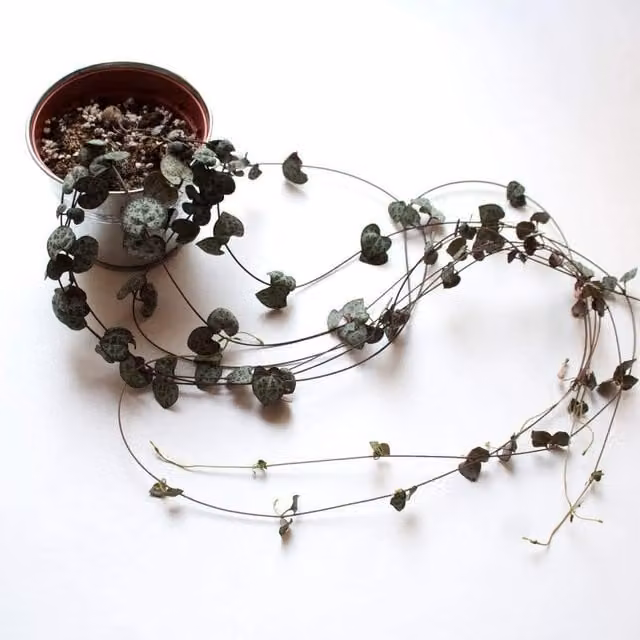 Thompson & Morgan String of Hearts Ceropegia Woodii Green Potted Succulent Indoor Plant