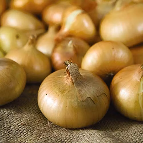 Thompson and Morgan Hylander Onion Vegetable Seeds, 125 Seeds – 2