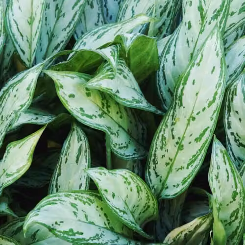 Thompson & Morgan Aglaonema Christina Chinese Evergreen Indoor House Plant with Silvery-Green Variegated Leaves, 2 x 12cm Pots – 2