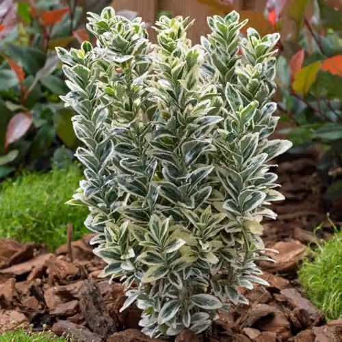 Thompson and Morgan Euonymus japonicus White Spire Variegated Evergreen Shrub, 9cm Pot – 1