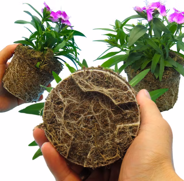Plants by Post Dianthus Purple Fragrant Outdoor Shrub for Pots and Borders, Pack of 3
