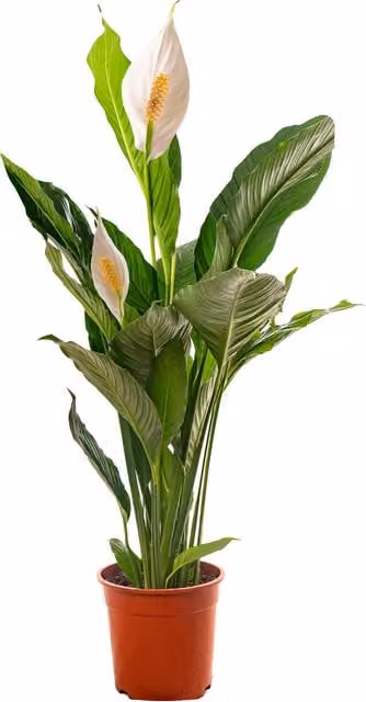 GardenersDream Spathiphyllum Peace Lily Exotic Indoor Flowering House Plant, Green and White, Height: 75 cm