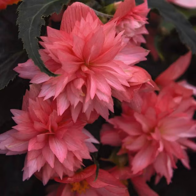 Thompson and Morgan Begonia Funky Pink Bedding Plants, Pack of 15