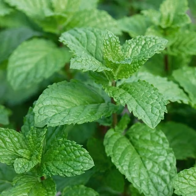 Unwins Garden Mint Herb Seeds, Green