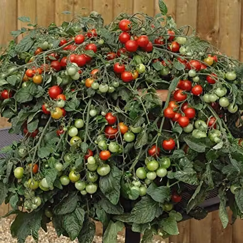 Thompson and Morgan Red Profusion Tomato Seeds, 8 Seeds per Packet – 1