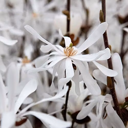 Thompson and Morgan Star Magnolia stellata Royal Star White Flowering Ornamental Shrub, 3.5 Litre Potted Plant – 3