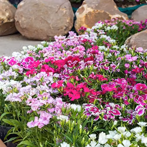 Thompson and Morgan Dianthus IQ Hardy Perennial Flowering Garden Plants, 12 x Multicolour Plants – 4