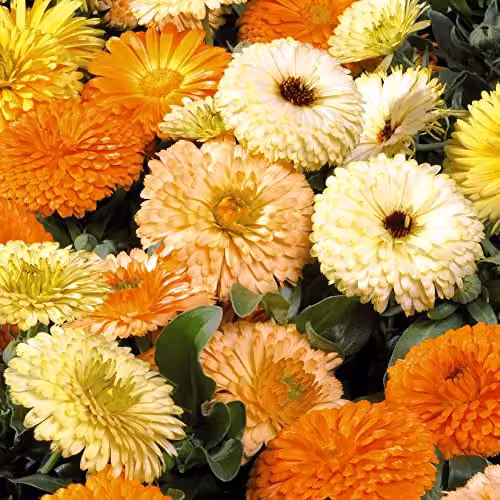 Thompson and Morgan Fiesta Gitana Mixed Calendula Seeds, Multicolour Hardy Annual Flower Seeds, Approx. 160 Seeds – 3
