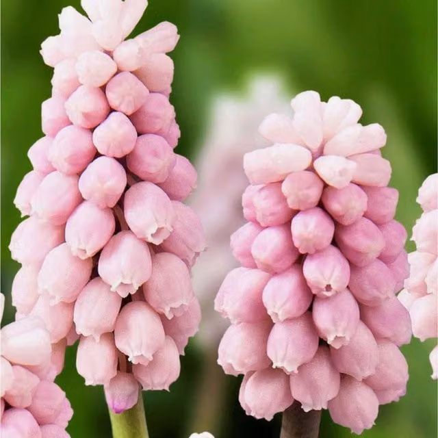 Plants By Post Muscari Pink Sunrise Ornamental Garden Bulbs, Pack of 10, Pink
