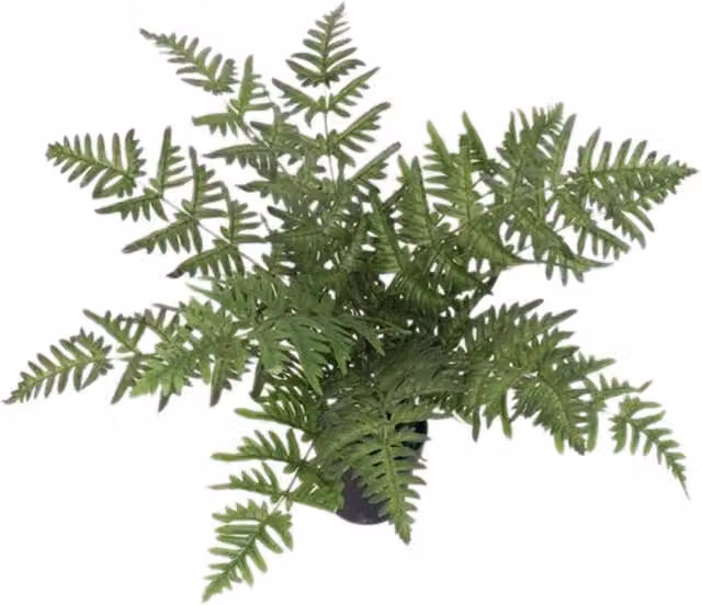 Luxury Artificial Evergreen Wide Fern Potted Green Tabletop Plant