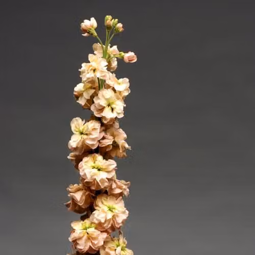 Thompson and Morgan Stock Apricot Column Hardy Annual Flower Seeds, Peach and Pink, 75 Seeds – 2