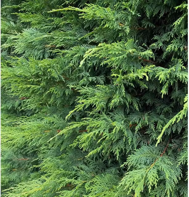 Direct Plants 100 Green Leylandii Cupressocyparis Hedging Trees in 2L Pots