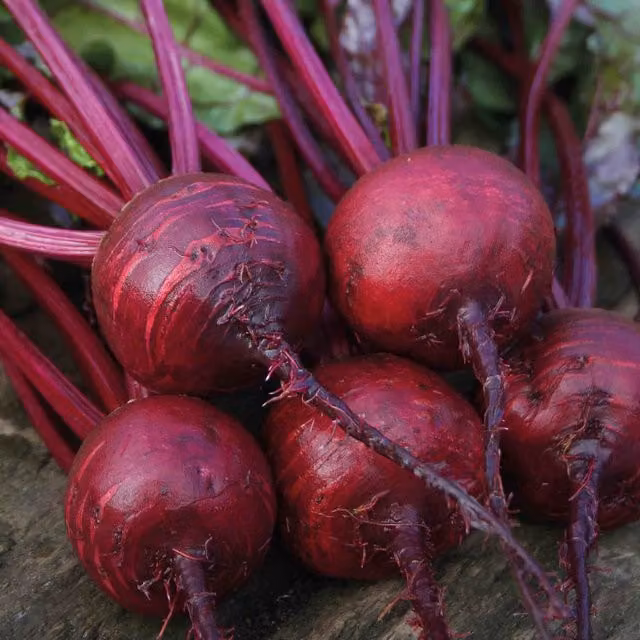Marshalls Boston Beetroot Seeds, 200 Seeds, Early Bolt-Resistant Red Variety